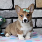 Prod�m �t��ata Pembroke Welsh Corgi.