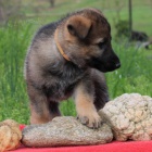 Prod�m �t��ata N�meck�ho ov��ka