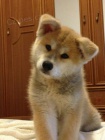 �t��ata Akita na prodej