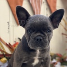 N�dhern� �t��ata francouzsk�ho buldo�ka