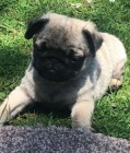 �t��ata mops� k adopci