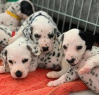 �t��ata dalmatin� p�ipravena