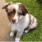 australsk� ov��k 