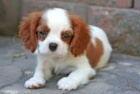 �t��ata Calvalier King Charles