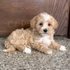 Prodej miluj�c�ch �t��at maltipoo