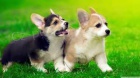 �istokrevn� �t��ata Welsh Corgi Pembroke k adopci.