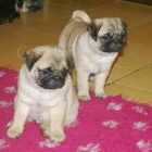 �istokrevn� �t��ata mopse k adopci.