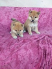 �istokrevn� �t��ata shiba inu