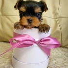 Prod�m kr�sn� a zdrav� �t���tka mini yorkie fenka a pes.