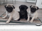 Prod�m kr�sn� a zdrav� �t��ata fenky a pejska mopse