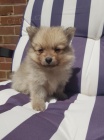 mini v�no�n� �t��ata pomeranian na prodej.