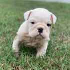 Prod�m kr�sn� �t���tka anglick�ho buldo�ka psa a fenky.