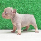 Prod�m �t��ata lila francouzsk�ho buldo�ka.