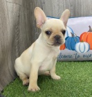 Prod�m �t��ata francouzsk�ho buldo�ka.