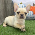 Prod�m �t��ata francouzsk�ho buldo�ka.