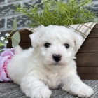 Prod�m o�kovan�, od�erven� �t��ata bi�onka.