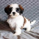 Prod�m o�kovan� �t��ata SHIH TZU