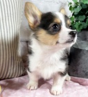 o�kovan� �t��ata mini Pembroke Welsh Corgi na prodej.