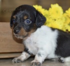 Prod�m zdrav� �t��ata jezev��k�