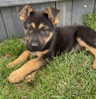 Prod�m �t��ata n�meck�ho ov��ka