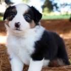 Prod�m roztomil� �t��ata australsk�ho ov��ka