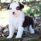 Prod�m zdrav� a o�kovan� �t��ata Australsk�ho ov��ka.