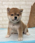 Prod�m �t��ata MINI pejska a fenky shiba inu
