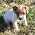 jack russell teri�ra.