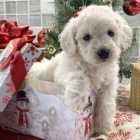 Prod�m kr�sn� a rozko�n� �t���tka Bichon Poo.