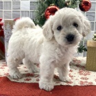 Prod�m kr�sn� a rozko�n� �t���tka Bichon Poo.