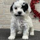 Prod�m v�no�n� a novoro�n� �t��ata Mini Bichon Poo.