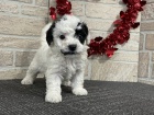 Prod�m v�no�n� a novoro�n� �t��ata Mini Bichon Poo.