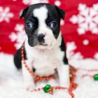 Prod�m �t��ata bostonsk�ho teri�ra