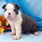 Prod�m o�kovan� a zdrav� �t��ata bostonsk�ho teri�ra