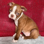 Prod�m hn�d� o�kovan� a zdrav� �t��ata bostonsk�ho teri�ra