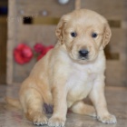 Prod�m v�no�n� �t��ata zlat�ho retr�vra.