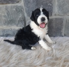 Prod�m �t��ata portugalsk�ho vodn�ho psa.