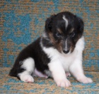�t��ata Sheltie k adopci