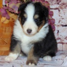 �t��ata �eltie a fena k adopci