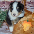 �t��ata �eltie a fena k adopci