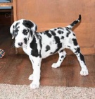 Prod�m zdrav� a o�kovan� �t��ata n�meck� dogy