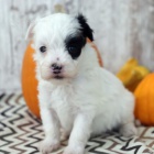 zdrav� a o�kovan� �t��ata Maltipoo k adopci.