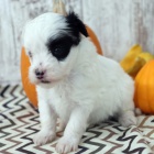 zdrav� a o�kovan� �t��ata Maltipoo k adopci.