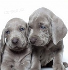 ''V�mar�t� oha�i �t��ata na prodej''