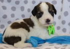 Prod�m �T��ATA CAVACHONA