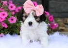 �T��ATA CAVACHONA k adopci