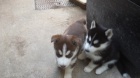 sibi�sk� husky k adopci