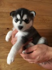 �t��ata sibi�sk�ho huskyho pes a fenka k adopci