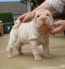 �t��ata Shar-pei k adopci.