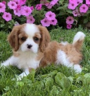 Kaval�r King Charles �pan�l k adopci.